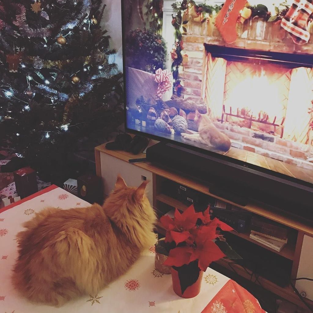 UlrichRozier's tweet photo. Comment occuper le chat pendant le réveillon de #Noël 🎄#catsofinstagram #mainecoon #firepl… https://t.co/Ta3SeVMzWW https://t.co/5UZlNqsDWD