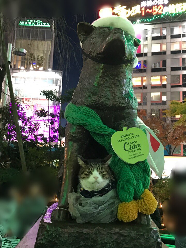 chocolatganache's tweet photo. Happy holiday! 

で、ネコが全部持っていったw

#shivuya #shibuyacrossing #cat 

#christmas #ハチ公 https://t.co/bsgR1JcI29
