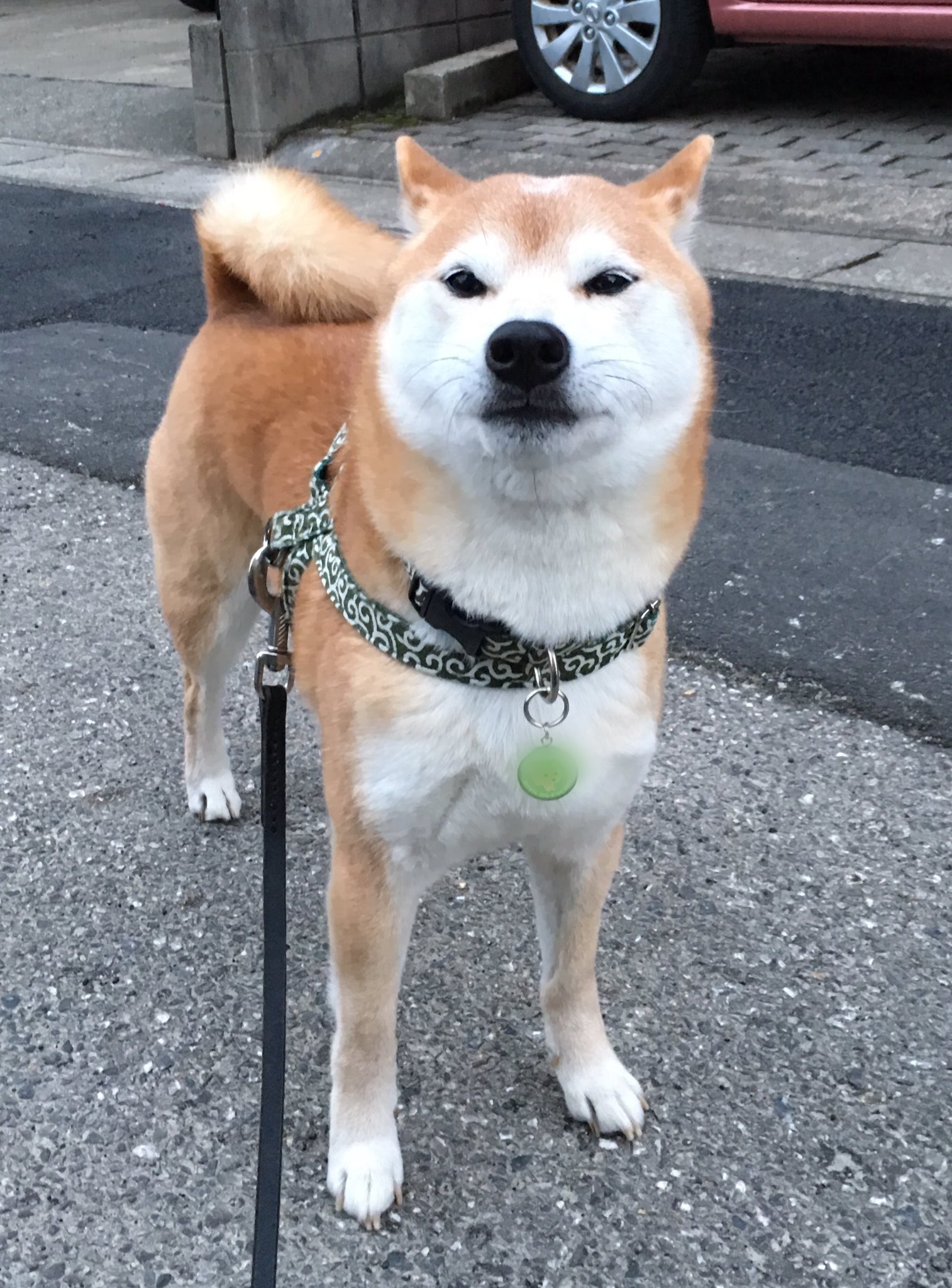 柴犬がっくん おはฅ W ฅ ガオ このなんだかブンッとしたまん丸なこの顔 結構好き へぇ 意外 母ちゃん ブサイクブサイクいうくせにぃ もちろん可愛い顔が一番だけどねっ ブサイク顔を見るのは母ちゃんの特権だもの 今日も仕事頑張るよ 元気に 柴犬がっくん おはฅ W ฅ ガオ このなんだかブンッとしたまん丸なこの顔 結構好き へぇ 意外 母ちゃん ブサイクブサイクいうくせにぃ もちろん可愛い顔が一番だけどねっ ブサイク顔を見るのは母ちゃんの特権だもの 今日も仕事頑張るよ 元気に
