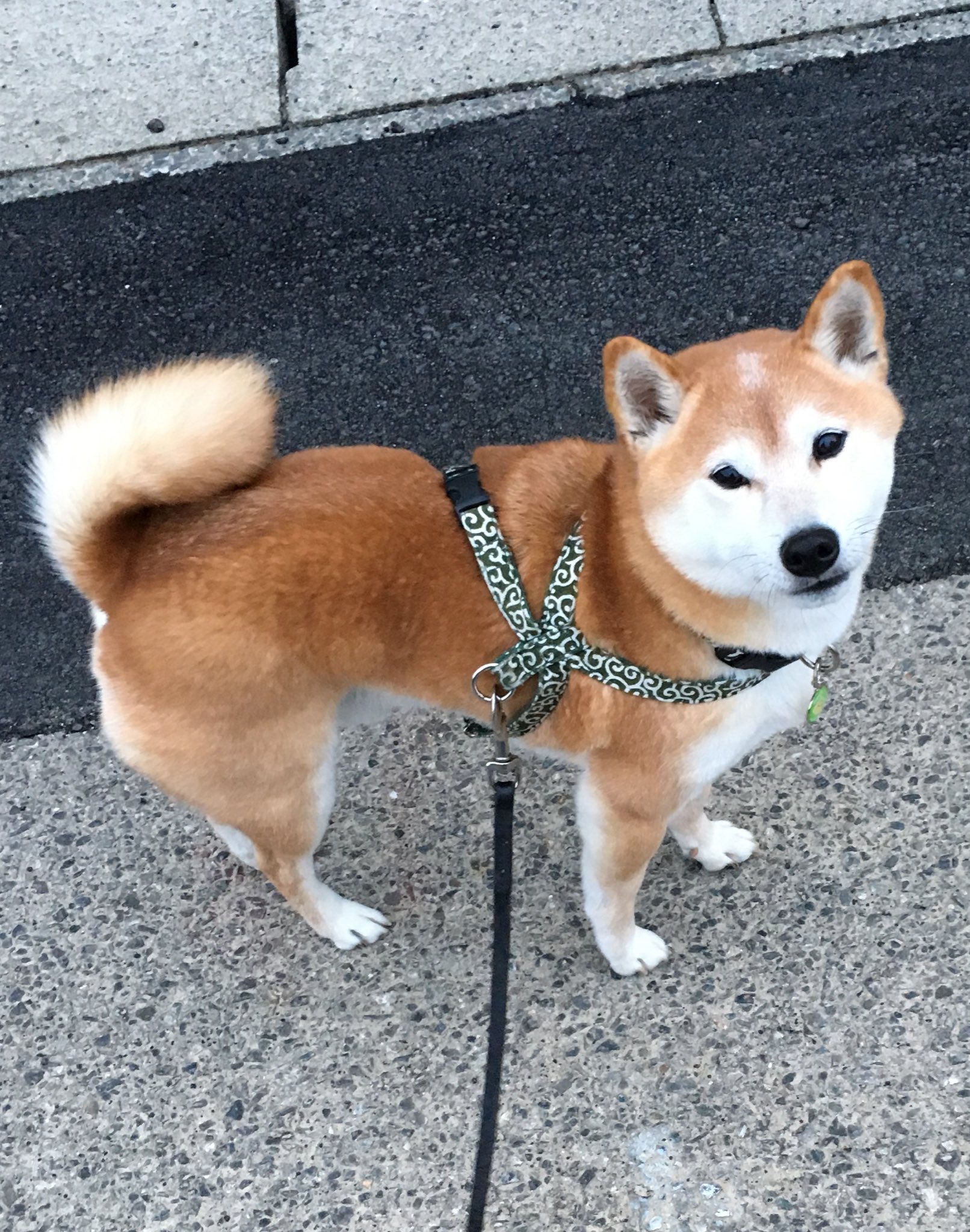柴犬がっくん おはฅ W ฅ ガオ このなんだかブンッとしたまん丸なこの顔 結構好き へぇ 意外 母ちゃん ブサイクブサイクいうくせにぃ もちろん可愛い顔が一番だけどねっ ブサイク顔を見るのは母ちゃんの特権だもの 今日も仕事頑張るよ 元気に 柴犬がっくん おはฅ W ฅ ガオ このなんだかブンッとしたまん丸なこの顔 結構好き へぇ 意外 母ちゃん ブサイクブサイクいうくせにぃ もちろん可愛い顔が一番だけどねっ ブサイク顔を見るのは母ちゃんの特権だもの 今日も仕事頑張るよ 元気に