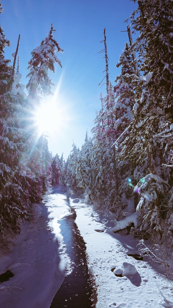 Magical christmas eve <a href="/whistlerolympic/">Whistler Olympic Park</a> with bright sunshine and fresh snow <a href="/GoWhistler/">Tourism Whistler</a> <a href="/HelloBC/">Super, Natural British Columbia</a> <a href="/ExploreCanada/">Canada</a>  #crosscountryskiing