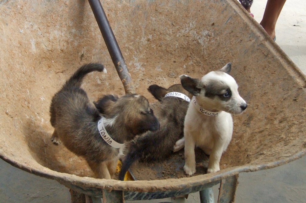 So many abandoned pups saved by @AmazonCARES. Dec. donations matched. mo.nu/4cvX?uid=4fxY Please help w just $10