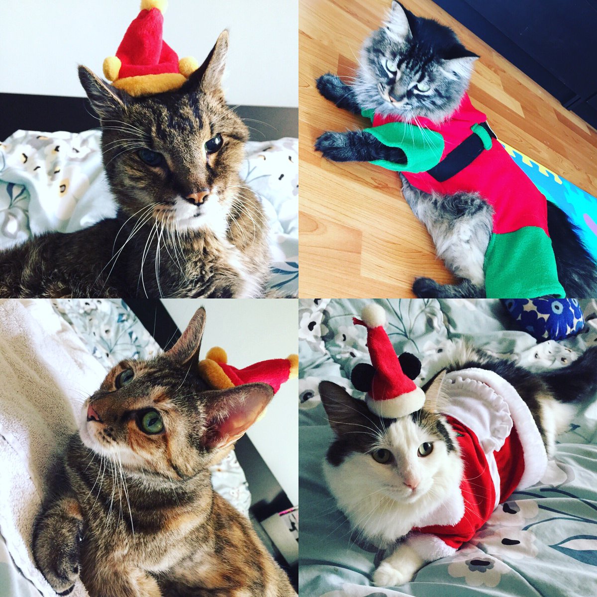 jerryneko's tweet photo. Merry Christmas クリスマス🎄🎅クリスマス🎄😸
#cat #christmas #catsanta #catelf #oldcat #猫 #老猫 #猫サンタ https://t.co/bBOUUP1BUP