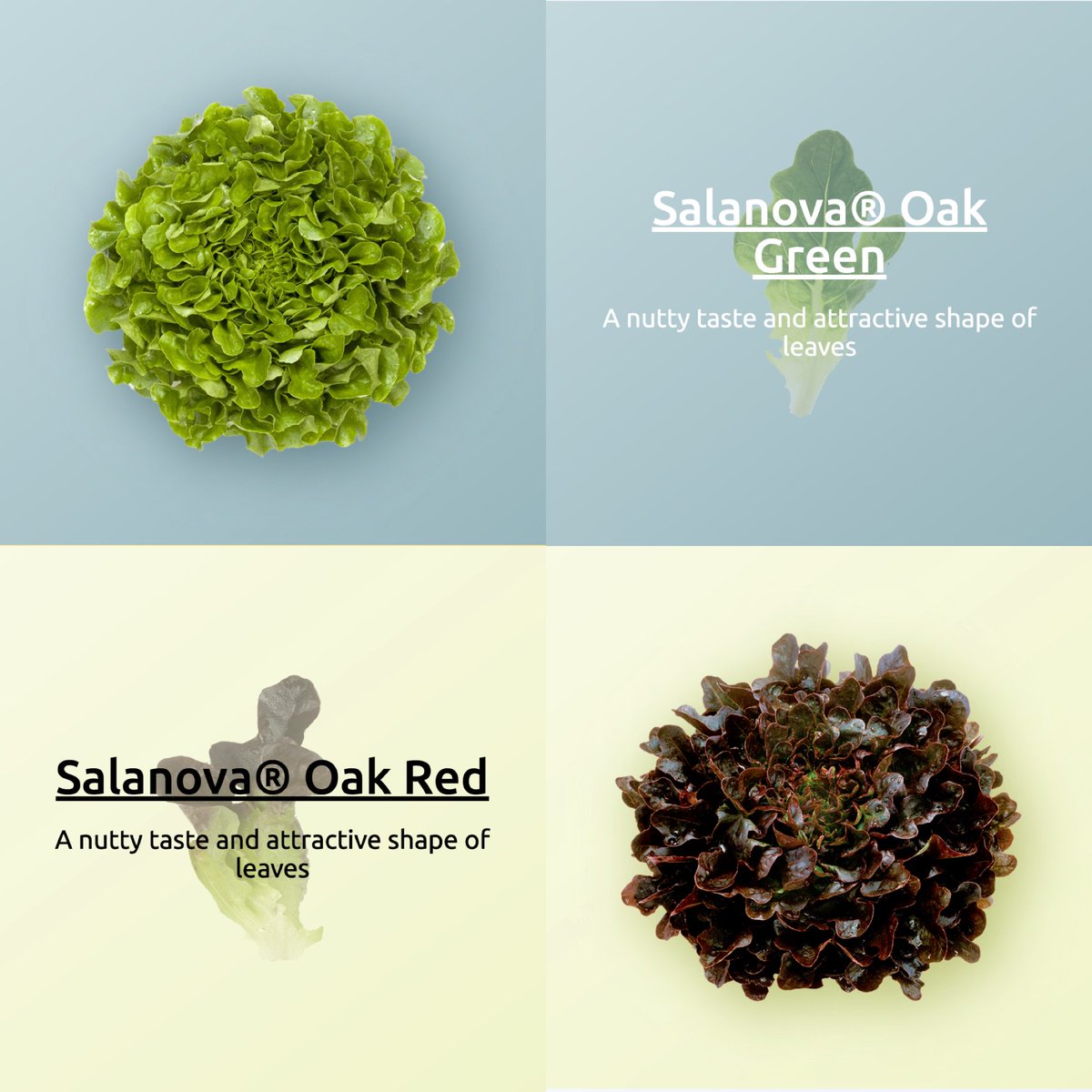 #Salanova Oak Leaf is an earthy &amp; savory small leaf lettuce, perfect w/ bright fruits &amp; root veggies

bit.ly/babyoak