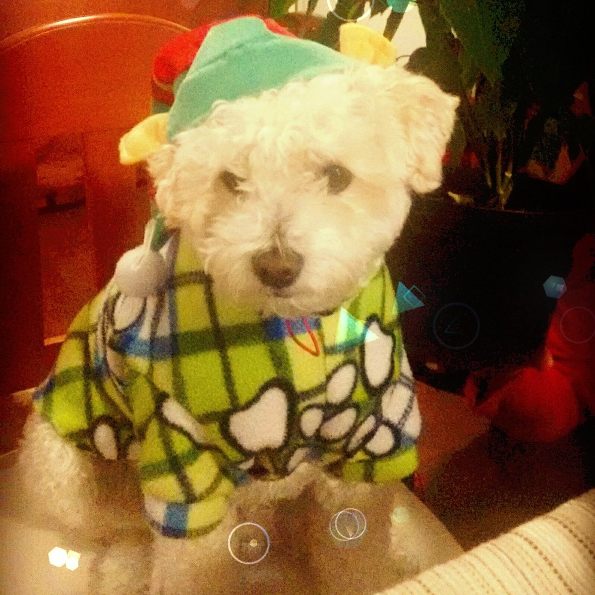 72start72's tweet photo. #animalike mi duende capuchino !!! Te amo https://t.co/AqQYLtcNaX