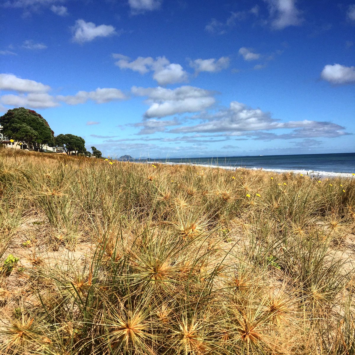 NZBatman's tweet photo. Kiwi Christmas #pohutukawa #spinifex #sanddunes #NewZealand #beach #Christmas #bluesky #summer #zmsummer https://t.co/7cTCqGDe4e