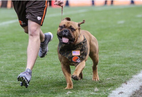 This is Swagger. He's the Cleveland Browns ambassador. Hype as h*ck after that first win today. 10/10