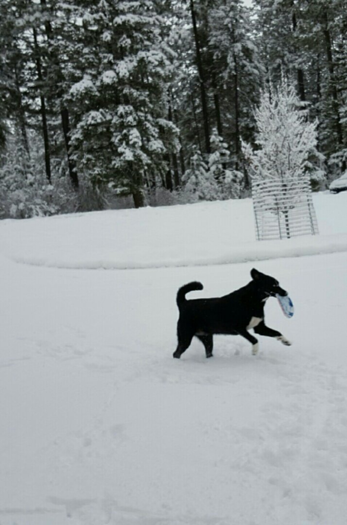Local dog spots UFO before promptly taking it down
