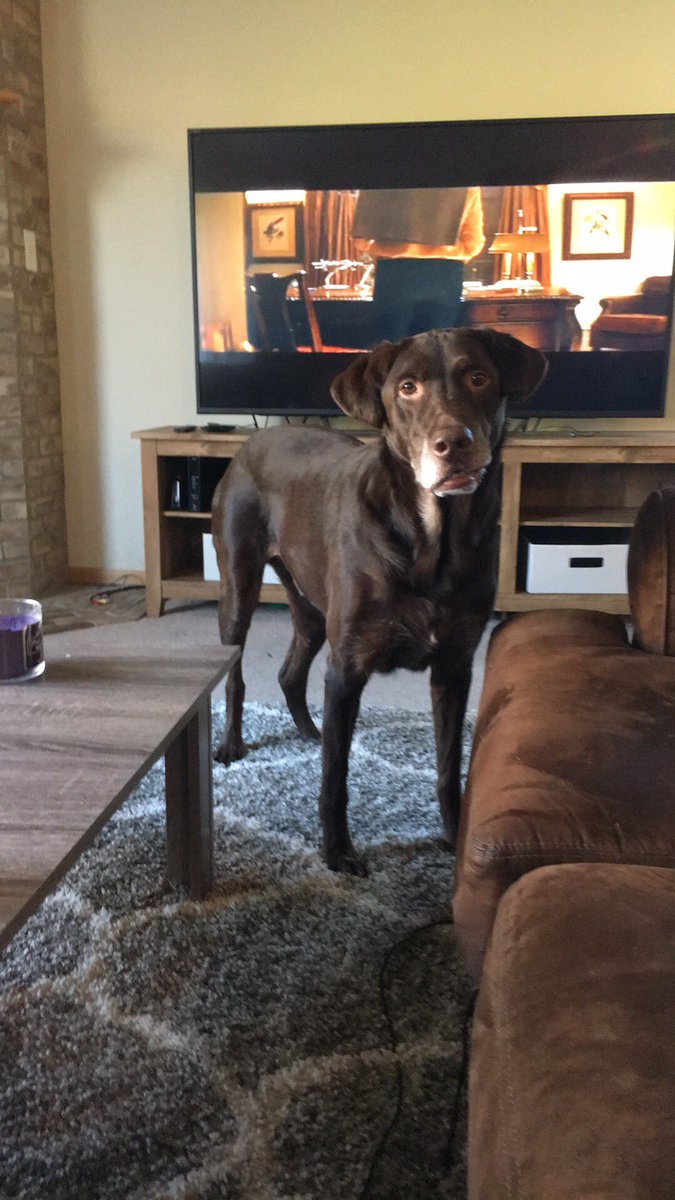 SeeCharlieFetch's tweet image. #merrychristmas