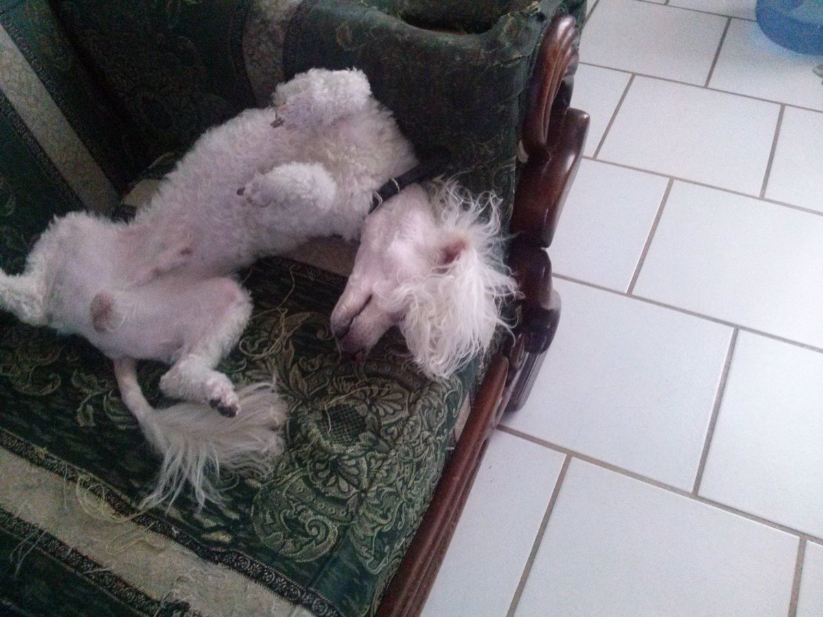 ChuyBrotha's tweet photo. Mi perro se acaba de romper. https://t.co/liqi556lYM