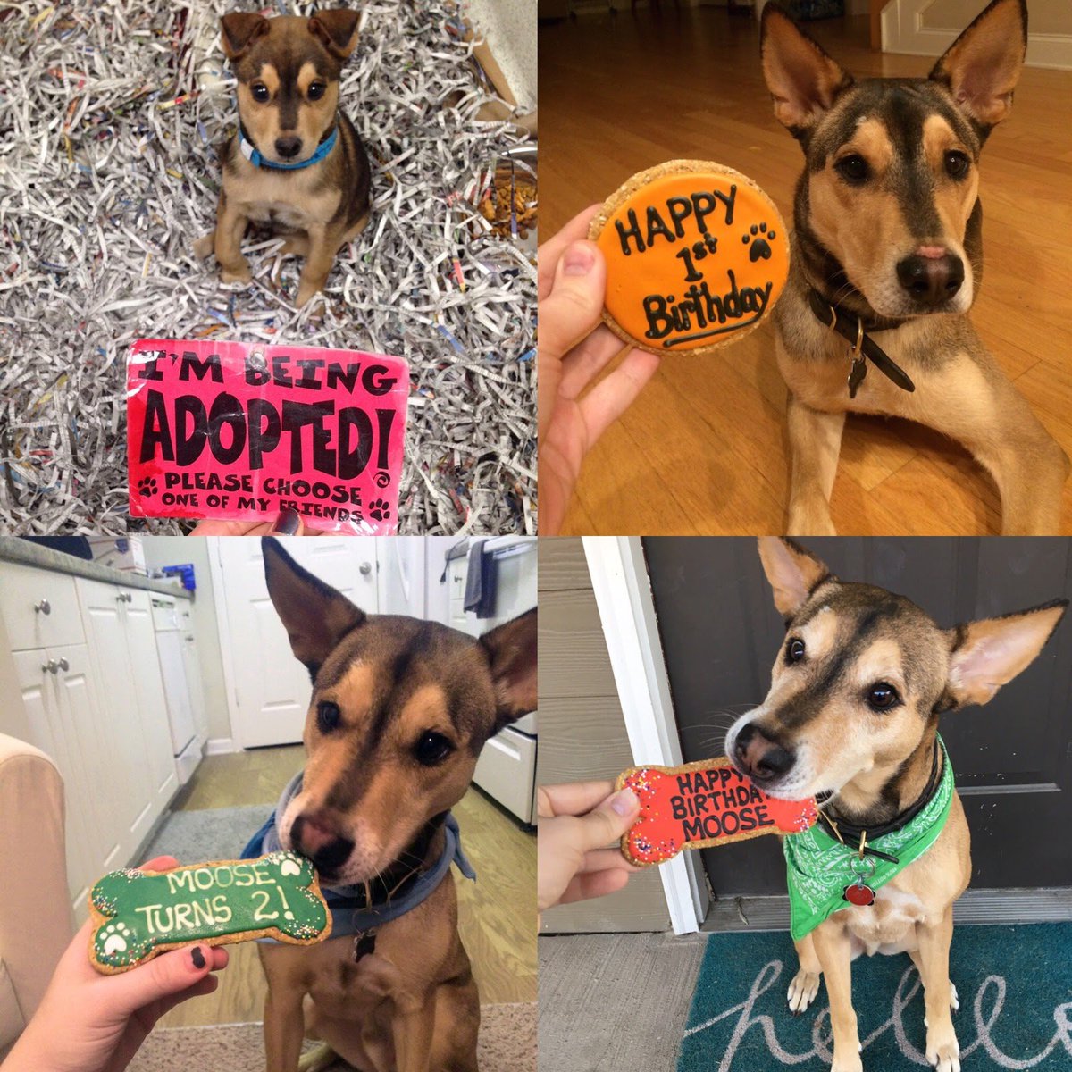 SoMuchAww's tweet photo. Moose just turned 3! https://t.co/fAy1ia9IQw