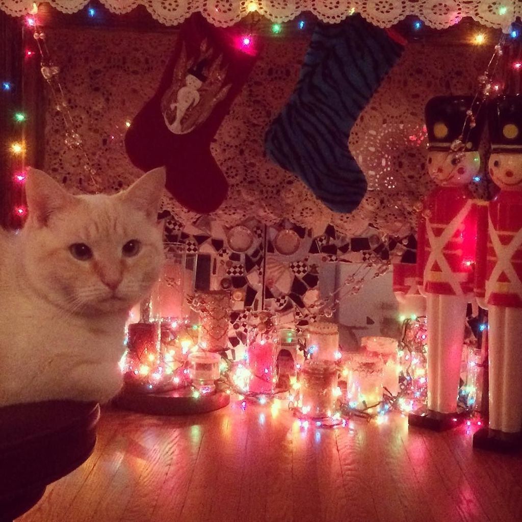 mcbreartysean's tweet photo. 😺🎄🎁 #christmascat #caturday https://t.co/dq7alELwqd