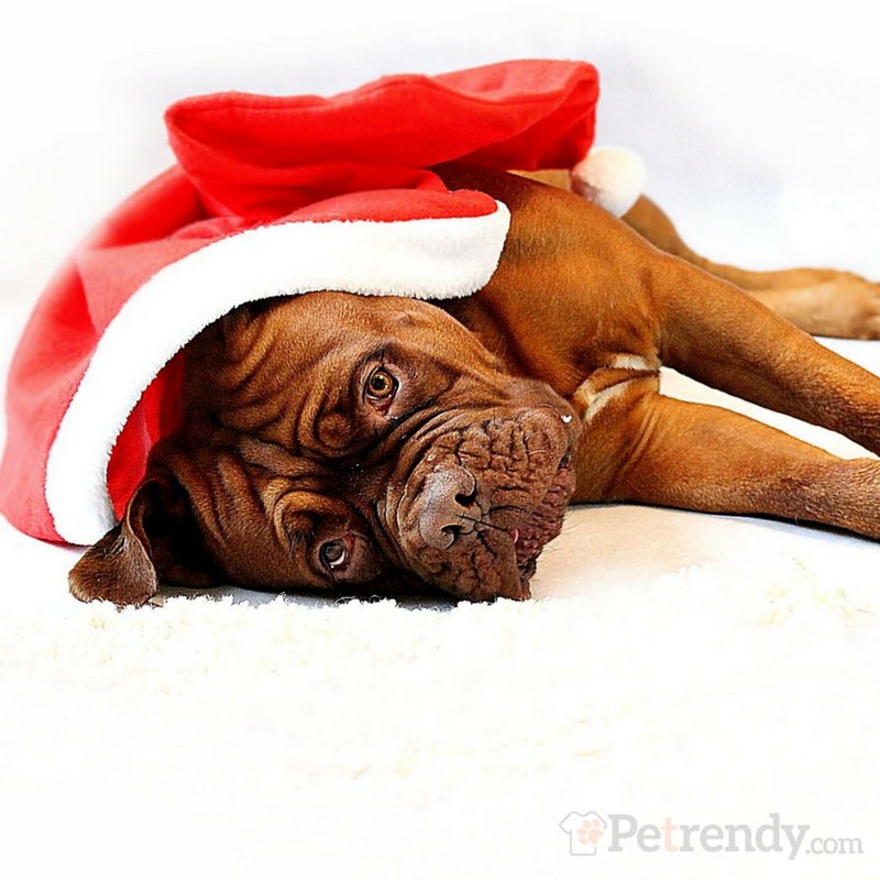 Waiting for #Santa.... meh
#xmas is coming... what did you get your best friend?
visit petrendy.com theres still time!