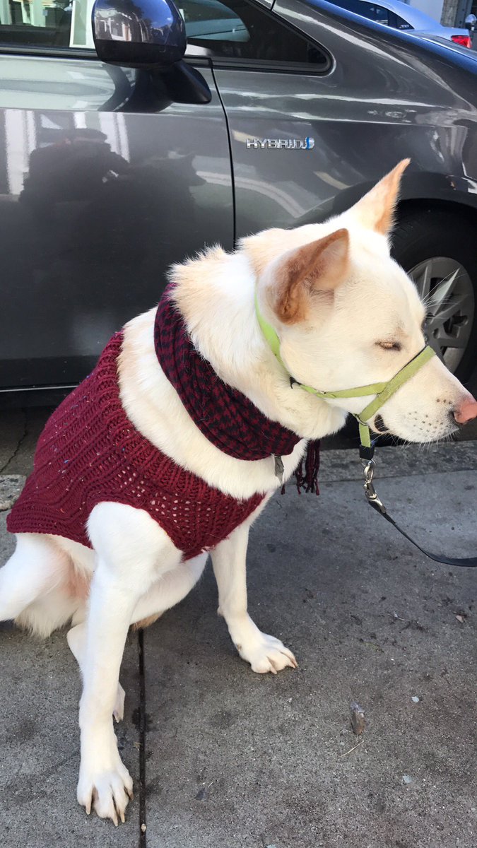 gogithedog's tweet image. merry christmas assholes