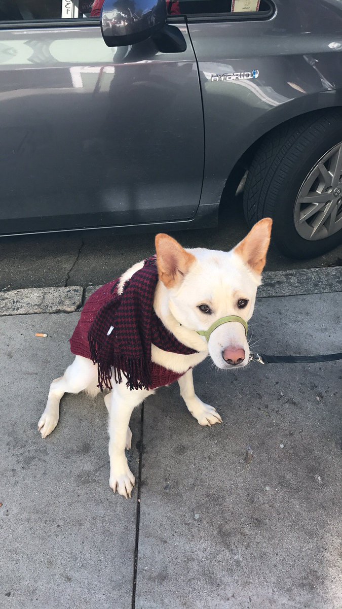 gogithedog's tweet image. merry christmas assholes