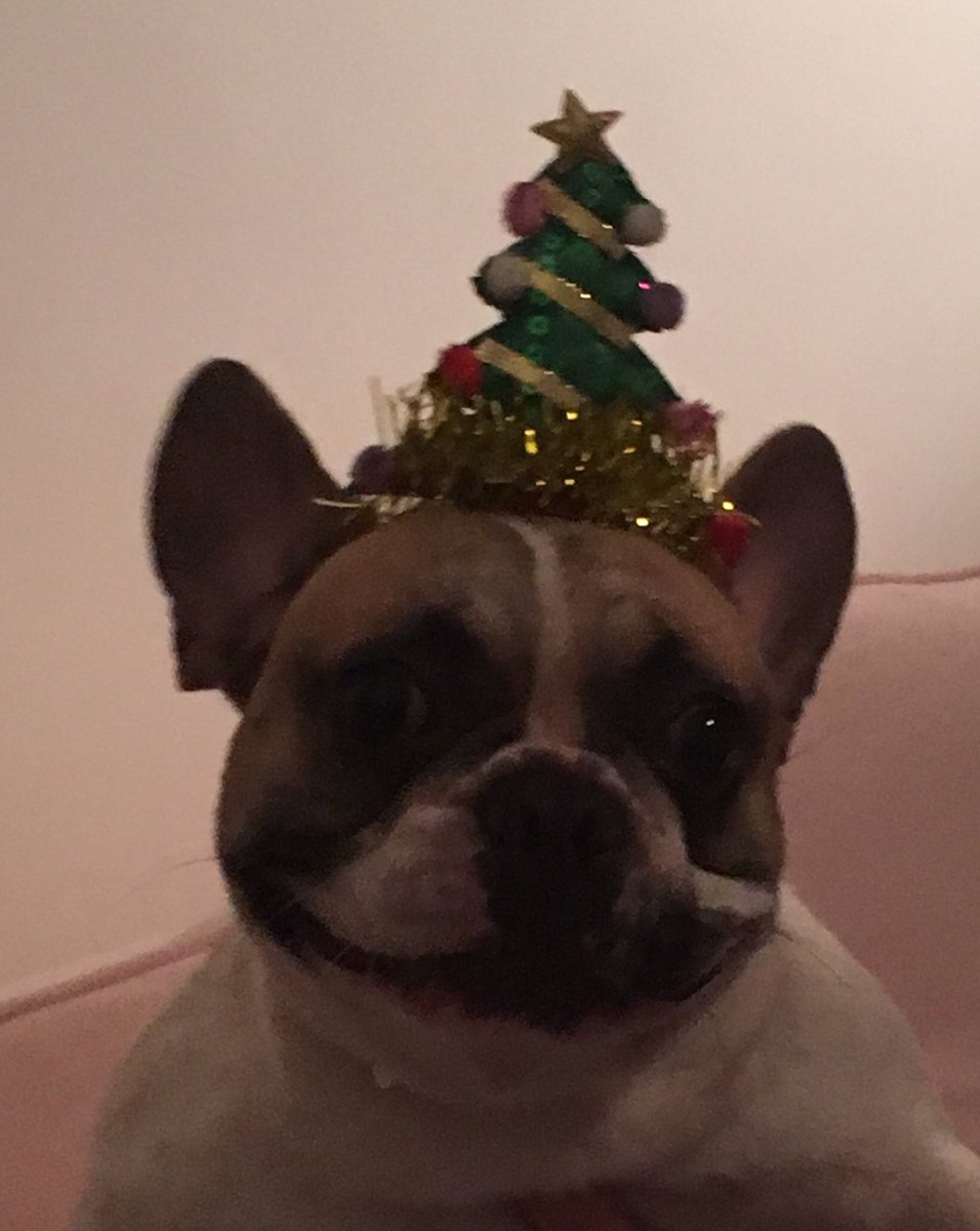 MadAboutMookie's tweet photo. Mmm. I like this one. It's sparkly! Merry Christmas everyone!! #ChristmasEve #MookBat #cutepuppy #christmasfrenchie #frenchie #itschristmas https://t.co/nhW65oNHeH