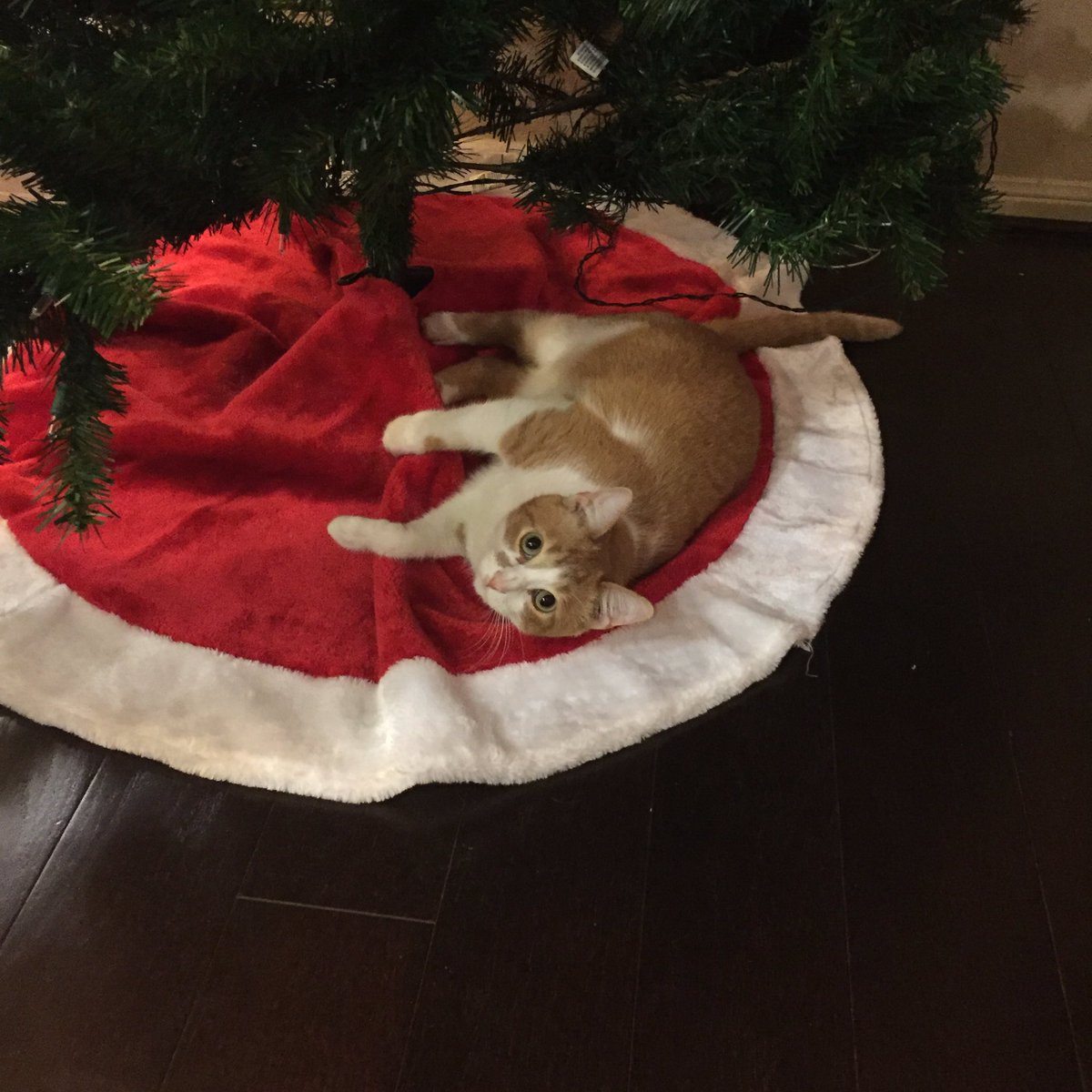 JellyTheKitty's tweet photo. Meowy #ChristmasEve https://t.co/WpCrqOTrlc