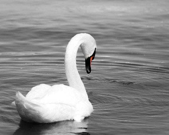 Piccapixel's tweet image. Black and white photography featuring a swan from the Toronto Islands. Please #retweet 
etsy.com/ca/listing/480…