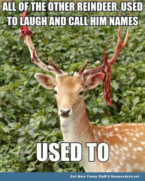 ohpto's tweet photo. #rudolftherednosedreindeer #christmassong #ohpto #adamscountyohio #revenge #reindeer #christmas #antlers #lockantlers #bigbuck #deerseason https://t.co/4nFzfDR25w