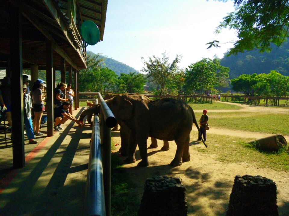 prashantcd's tweet photo. With gentle giants .. It's so amazing watching them so close.  #elephant #elephantnaturepark #chiangmai https://t.co/55NASzqke1