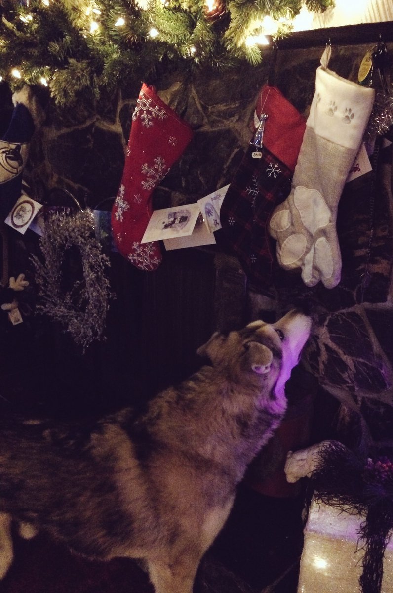 Oh, the anticipation! 🐾🎅🏼🎁 #ChristmasEve #santapaws #christmas #okanagan #husky #dog #huskiesoftwitter #love #spirit #fireplace #stocking