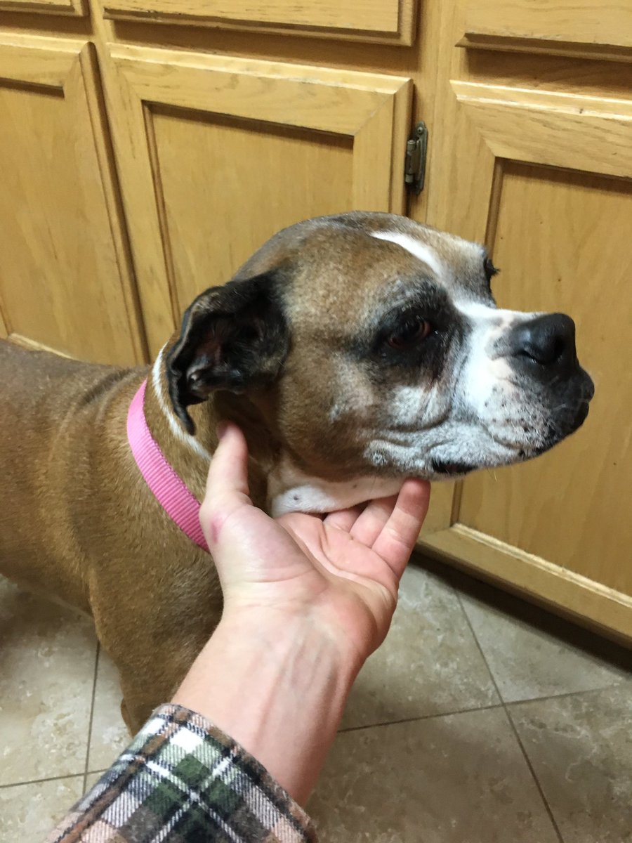 Nicolemichelle7's tweet photo. Zach found this sweet one on Recker and University! She's older and has trouble walking, let's help her find her home for Christmas! 🙏🏼🐶 https://t.co/y9NZVrhla5