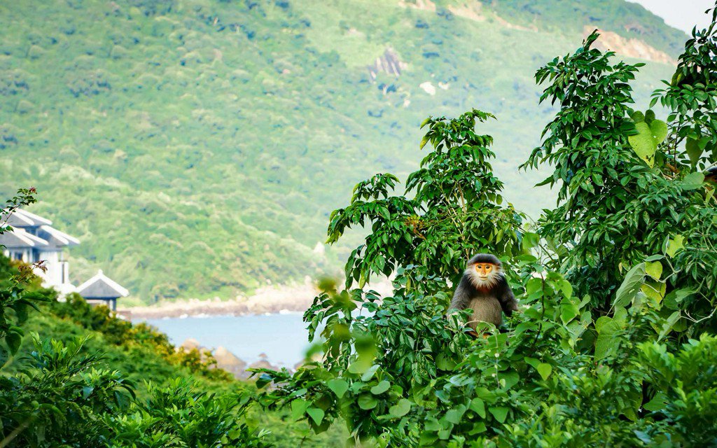 TravelLeisure's tweet photo. The luxury resort where millionaires mingle with monkeys https://t.co/JMACHYgyDI https://t.co/EpZ3ib0K89