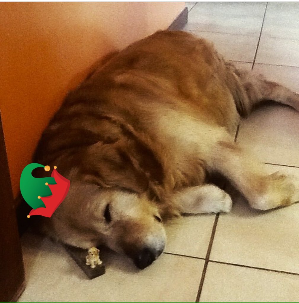 bernivicario's tweet photo. Please, come home for Christmas https://t.co/23bvIEMcSm