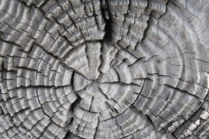 _artandmind's tweet photo. The Imaginary Forest: Mixed Media https://t.co/UWnpqXHYat https://t.co/u3x0veZx9g
