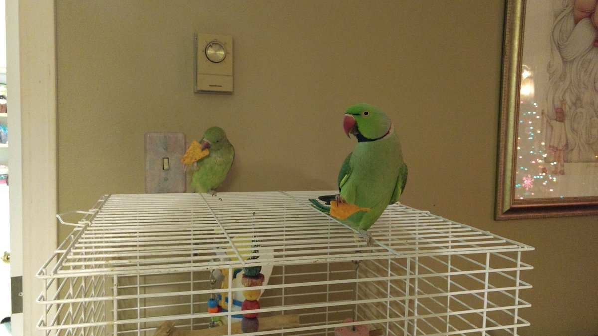 CreativeNestygk's tweet photo. . @Doritos our feather babies are big fans! https://t.co/IsCQtWkZKE
