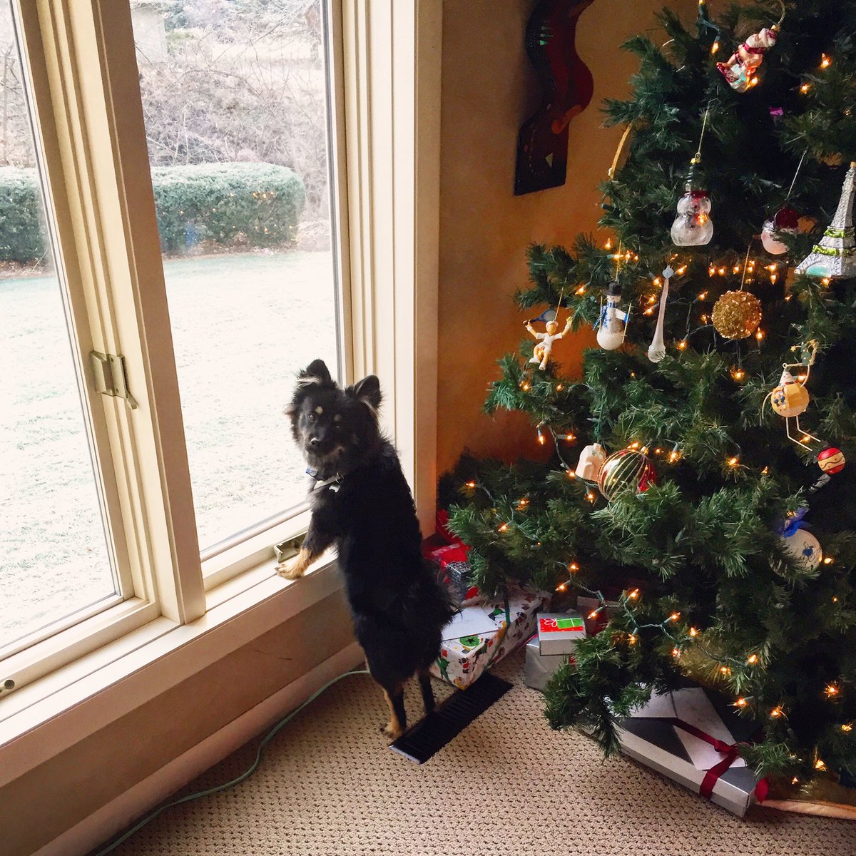 JVCKJ's tweet photo. "When's Santa gonna get here dad!" 

"Be patient young cub, he comes while you're sleeping." https://t.co/dE14H2KJRK