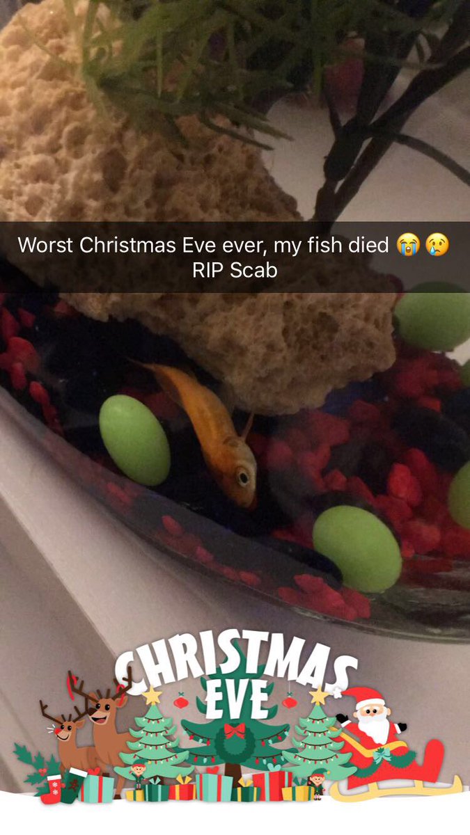 itsKuh_laire's tweet photo. Nothing worse than loosing a beloved pet the day before Christmas 😭 I got him for my 18th Birthday. 1/21/16 - 12/24/16 #RIPScab #BestBuddies https://t.co/54mEoM7ps4