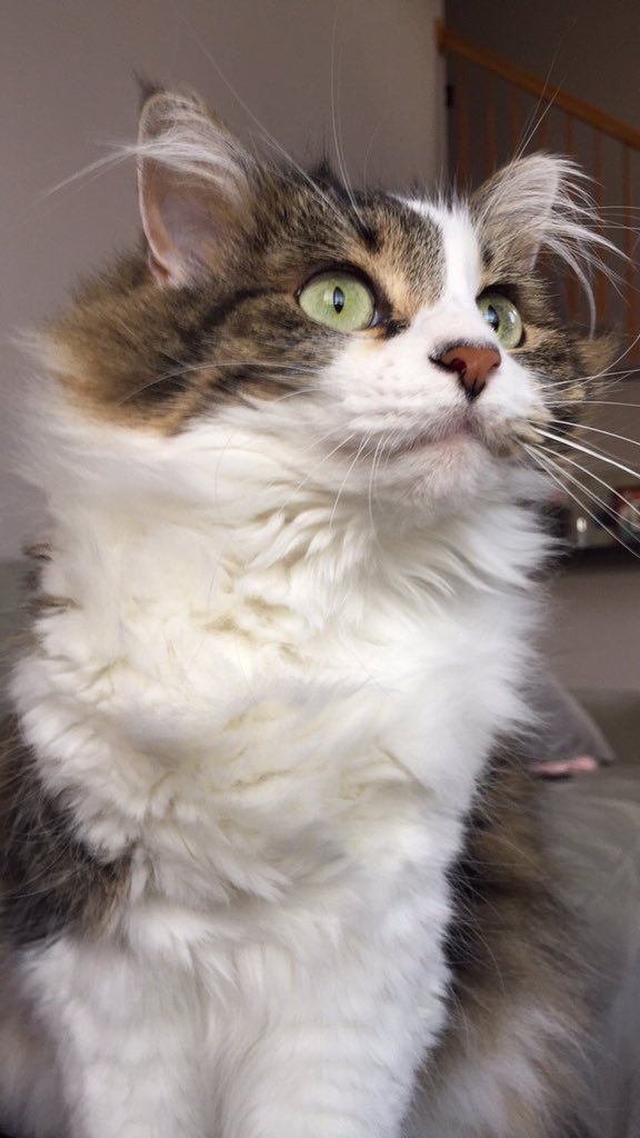 dailycatdosage's tweet photo. Have not been very active so merry Christmas from a beautiful cat one of my followers sent me pictures of https://t.co/wE9xy1iFAa