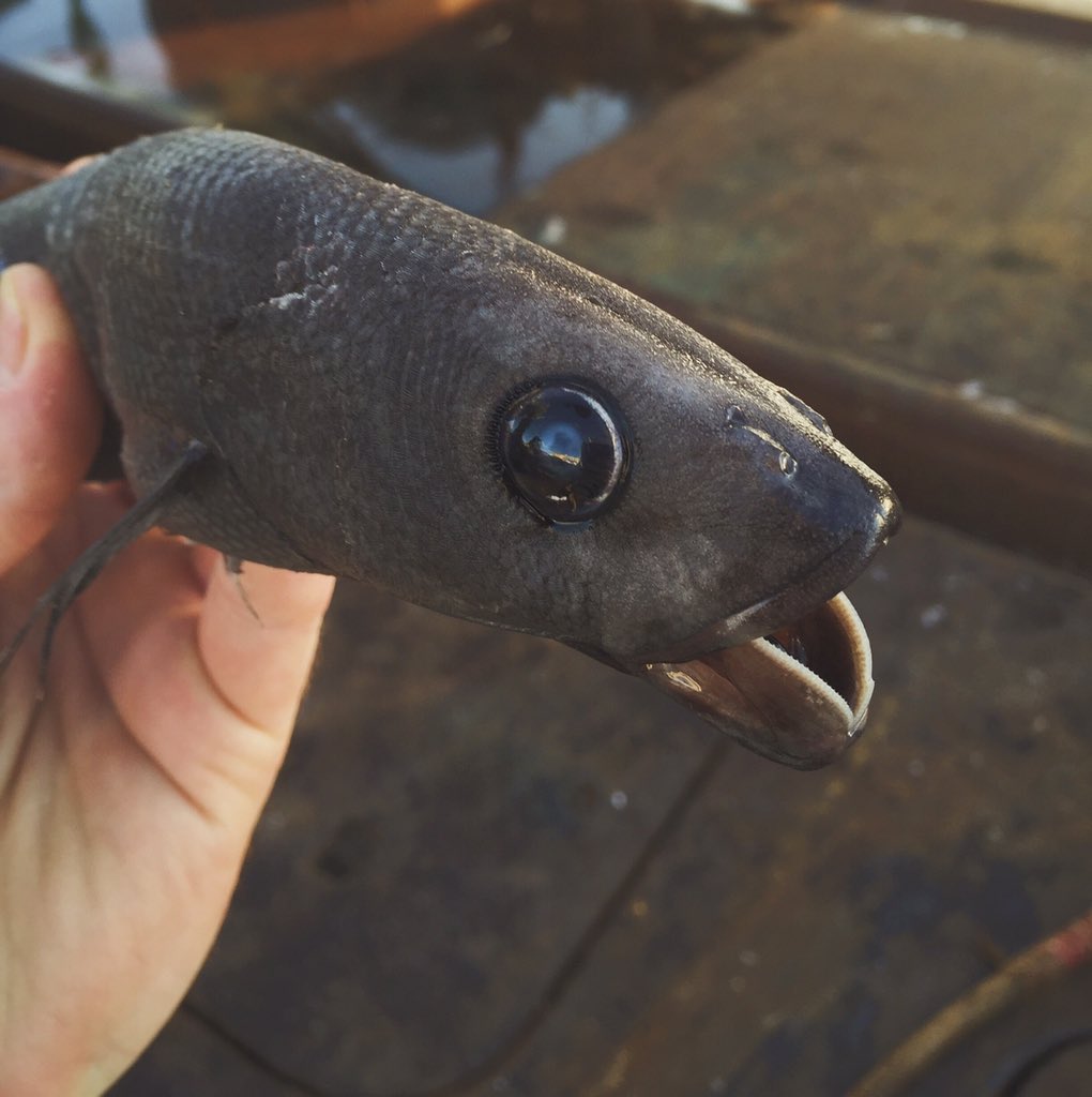 beautiful fish makes selfie:))) caught in 
in Morocco’s fishing zone. #фото_с_борта_судна