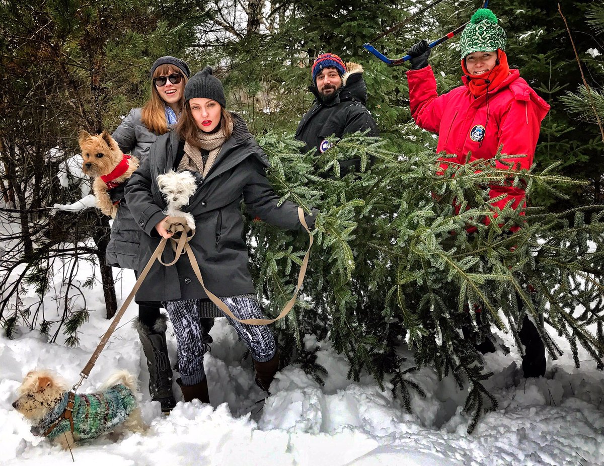 Katie_Isabelle's tweet photo. Nice try Tree. You had zero chance of getting away.. #Christmas #treemurder #nevergofullterrier https://t.co/nO0SERePvy
