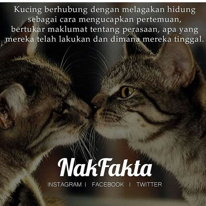 Nak Fakta On Twitter Kucing Melagakan Hidung Untuk Mengenali Kucing Lain Nakfakta Nakbebel Https T Co Wr9axi57zi Twitter
