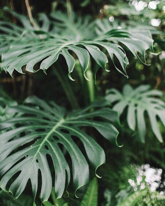 ✔<a href="/plantsinfocus/">plantsinfocus</a>
✔#plantsinfocus
✔#greenhouse
#plantspo #plantlife #botanical #greenplants #cactus #botanicalgarden #palms #tropicalplants
