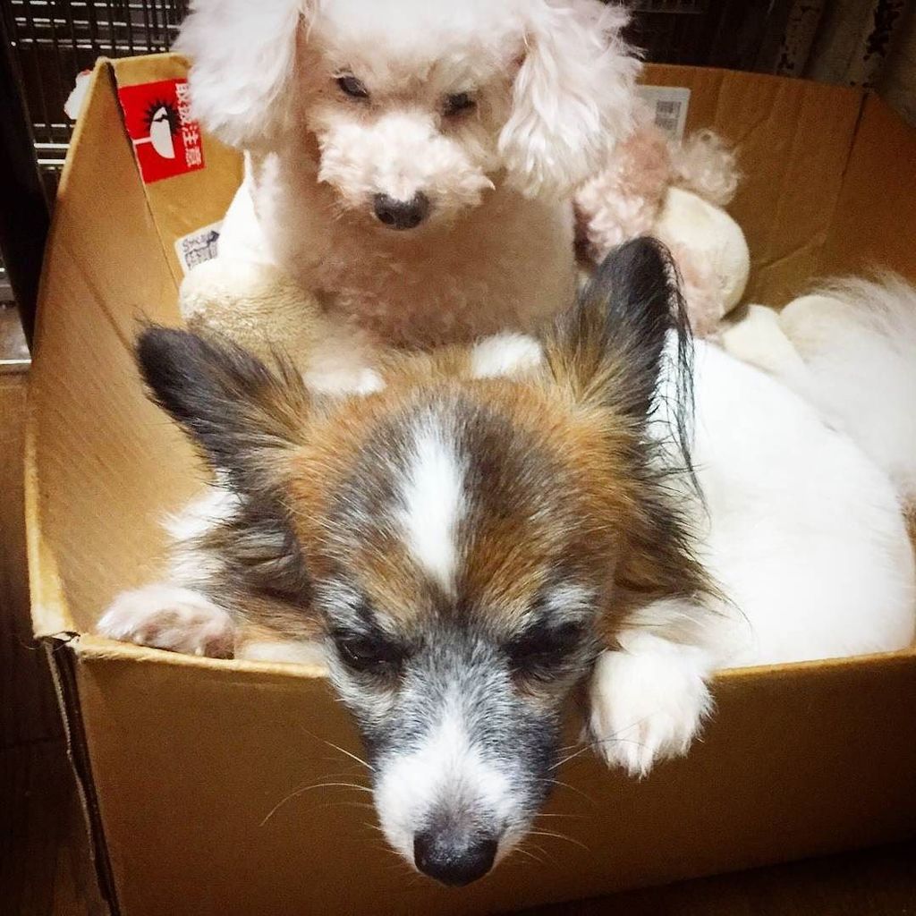pettriangle's tweet photo. #犬 #パピヨン #トイプードル #トイプードルホワイト #ペット #カノン #ルン #写真好きな人と繋がりたい #写真撮ってる人と繋がりたい #dogs #dog #dogpho… https://t.co/C6103IXEZP https://t.co/7YHxAppc0H