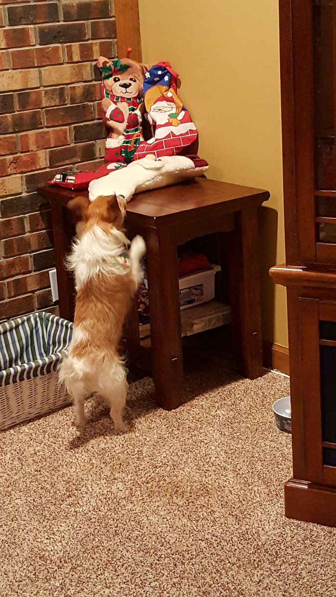 Lbryqueen's tweet photo. Santa's not do helpful helper. #ChristmasEve https://t.co/CecvdsGKyI