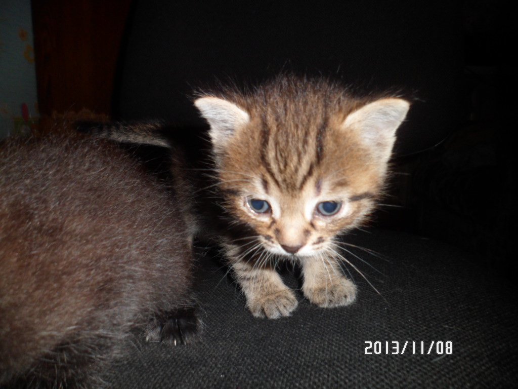 Tanay60686's tweet photo. всем приветюшки 
это мои котята. это было очень давно https://t.co/RpWc2GsyiZ