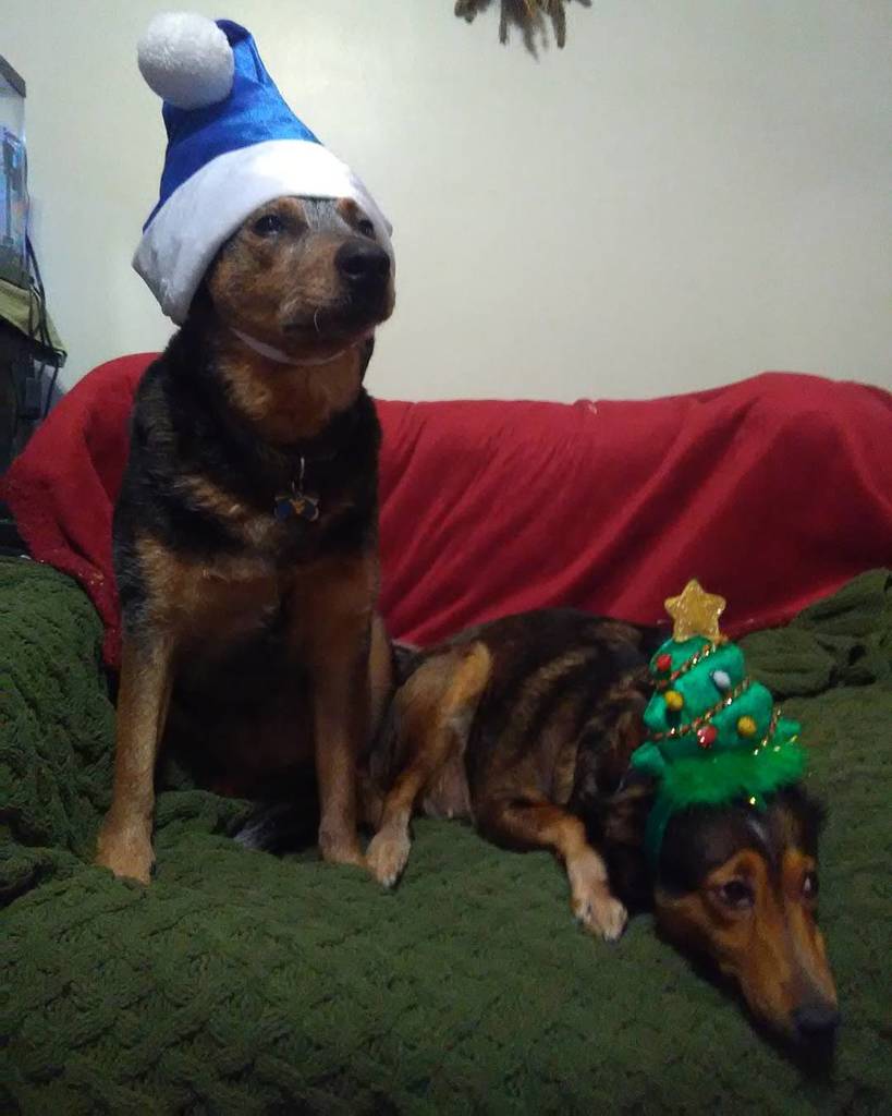 JessGavin_'s tweet photo. It's Christmas Eve!! We're nearly there. #Ottos12hats #cute #dogsofinstgram #acd #blueheel… https://t.co/aY7tjnnYnO https://t.co/gvNVxeVBiT