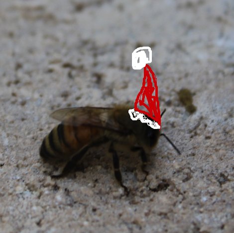 SarahsBees's tweet photo. #MerryChristmas!  (Unmodified photo)  #bee #beekeeping #santa https://t.co/MkWgZaeruH