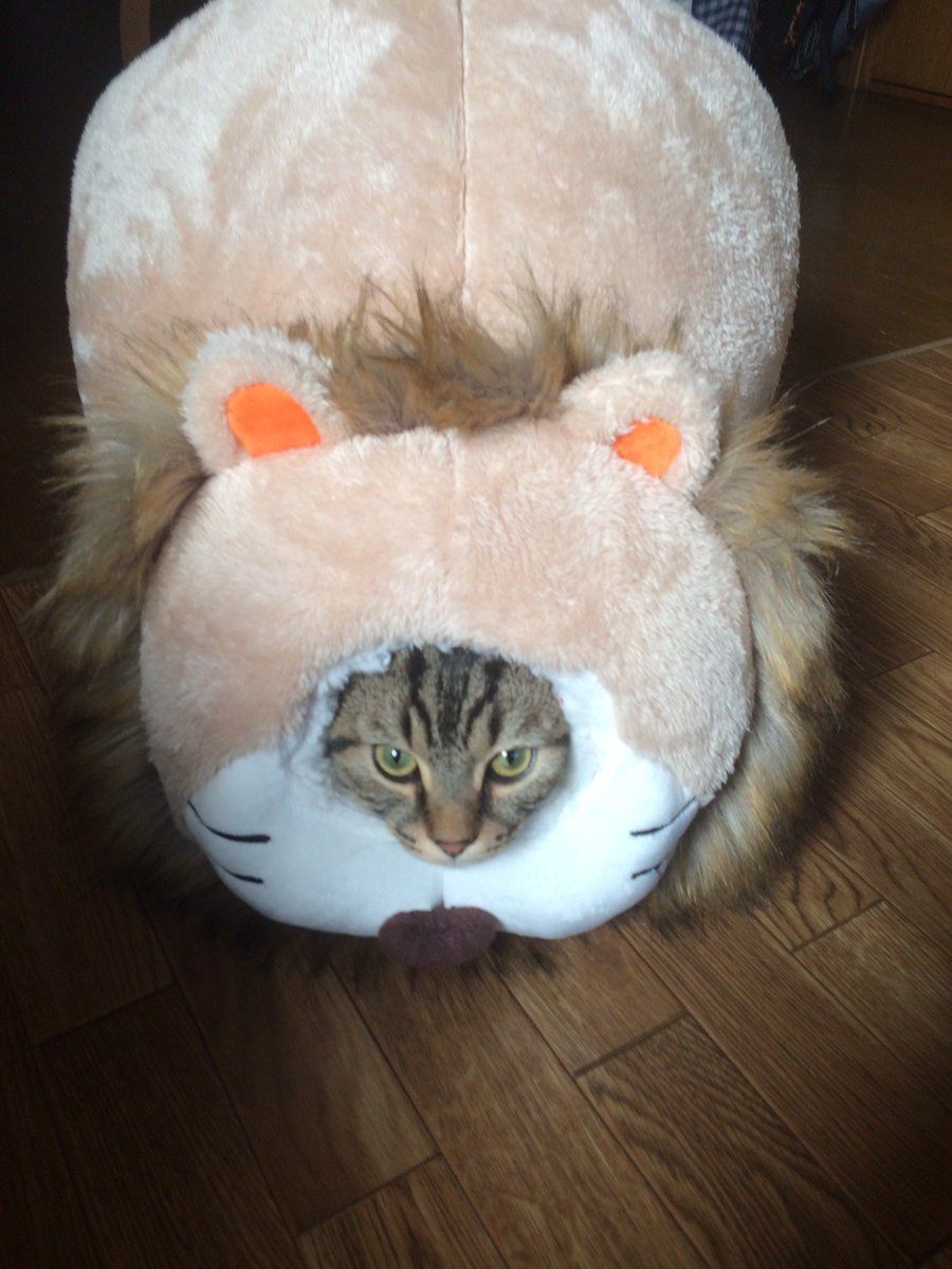 クール On Twitter 愛猫にクリスマスプレゼント Amazon Cm 犬ライオンの 猫バージョン モフモフ もぐるみベッド