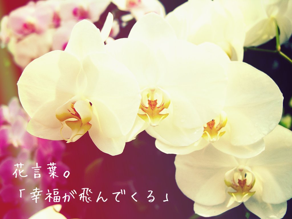 Follow 素敵な花言葉 S Flowerkotoba Latest Tweets Twitter