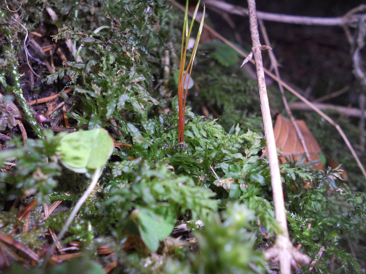 SamuelMarent's tweet photo. #Acrocarp #moss with a very long #seta and filigree #calyptra.
#nature #photography https://t.co/lzHJV6sNnS