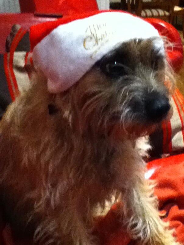 HenryBorderT's tweet image. Merry Christmas pals around the globe. Hope Santa has treated you well!