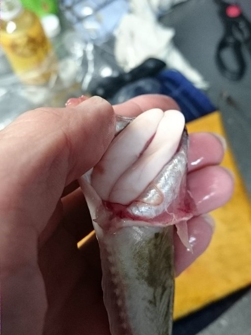 この白いのなんだろう?
卵じゃないよね?
捨てちゃったけど、食べれないとこだよね? 