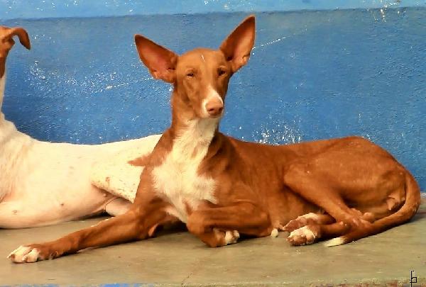 Para que Anuska vaya de una foto a otra hace falta ayuda,donaciones, y las personas que el dia de Navidad  están en el albergue cuidándola