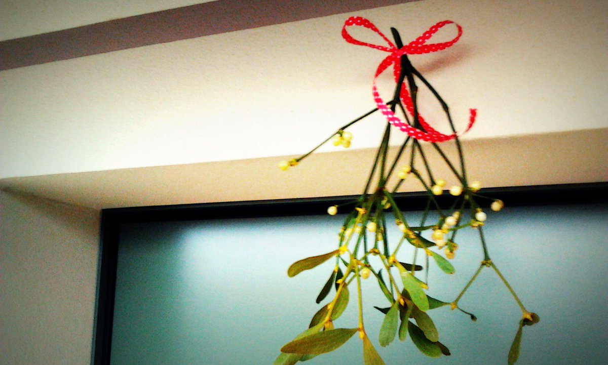 SamuelSquirrel's tweet image. Samuel was hanging mistletoe all over the school "Help Samuel, @ImWarrenGraham"