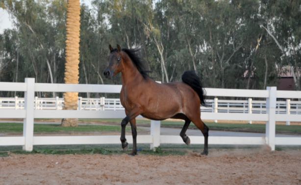 أغلى صفقات المزاد للفرس (فاينا) ب350.000 الف ريال لصالح مربط الوصيل للخيل العربية